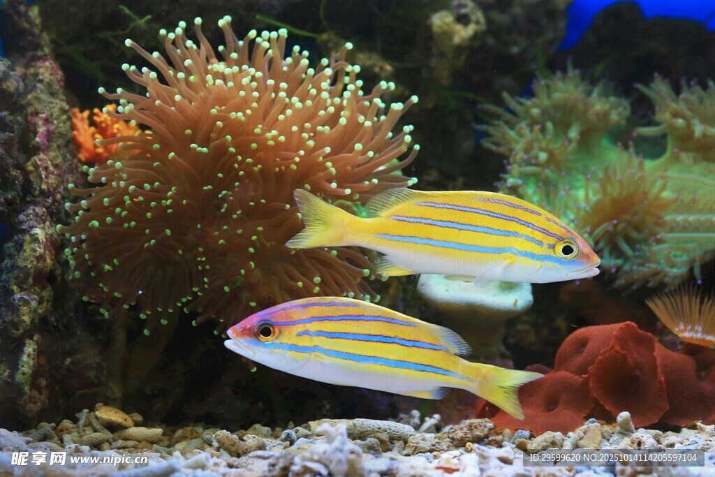 多彩海水鱼在珊瑚间游动