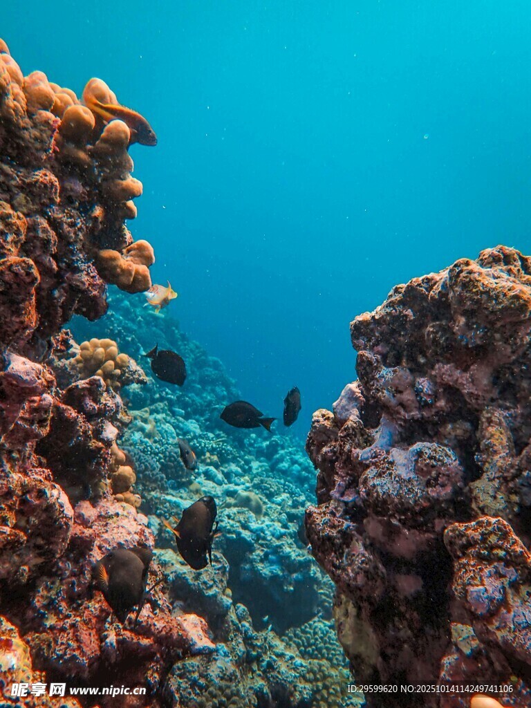 海底绚丽珊瑚景观