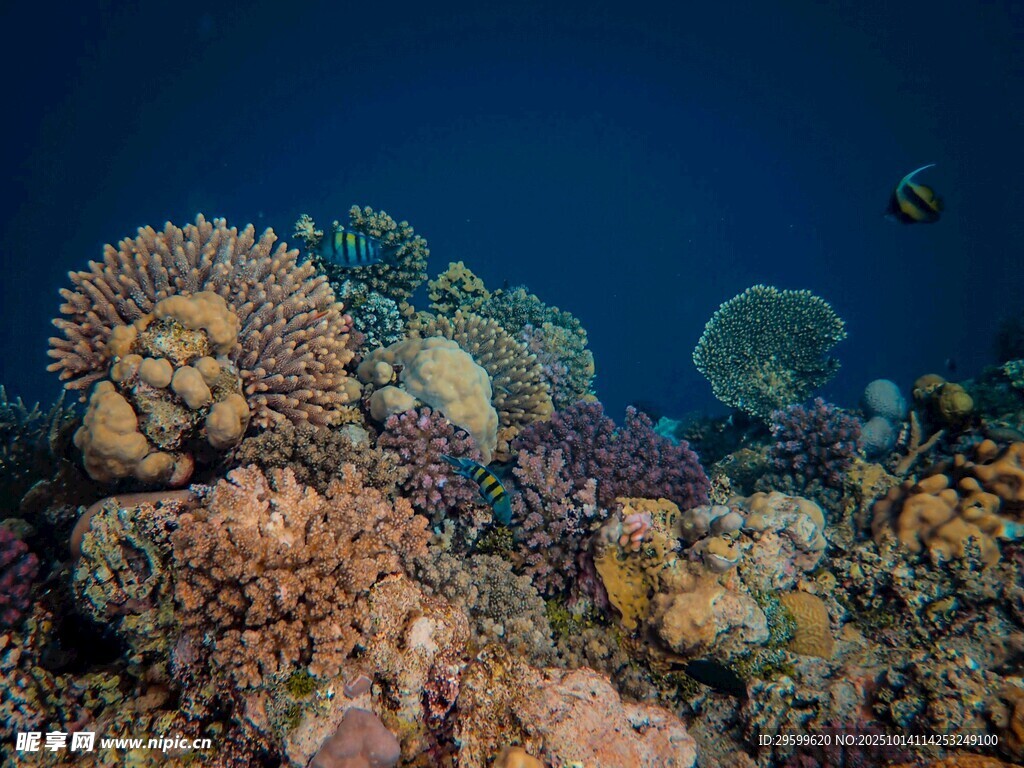 海底多彩珊瑚景观