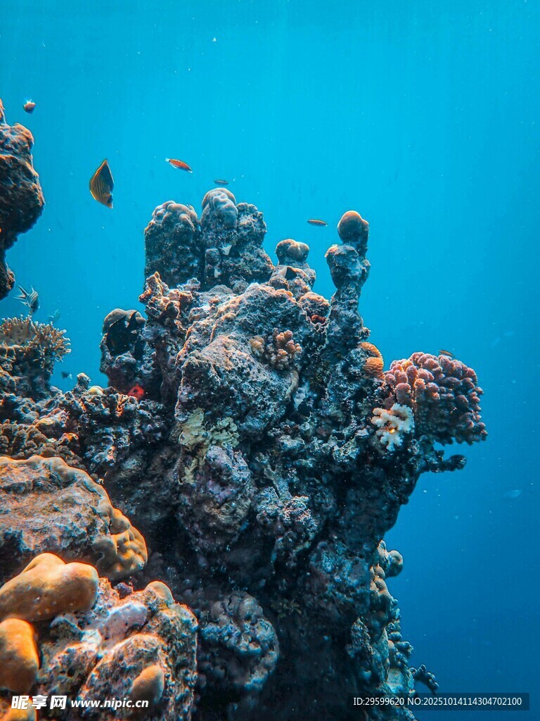 海底绚丽珊瑚礁景观