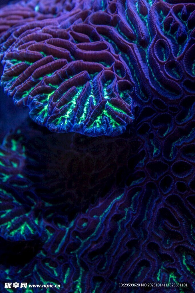 绚丽多彩的海底珊瑚景观