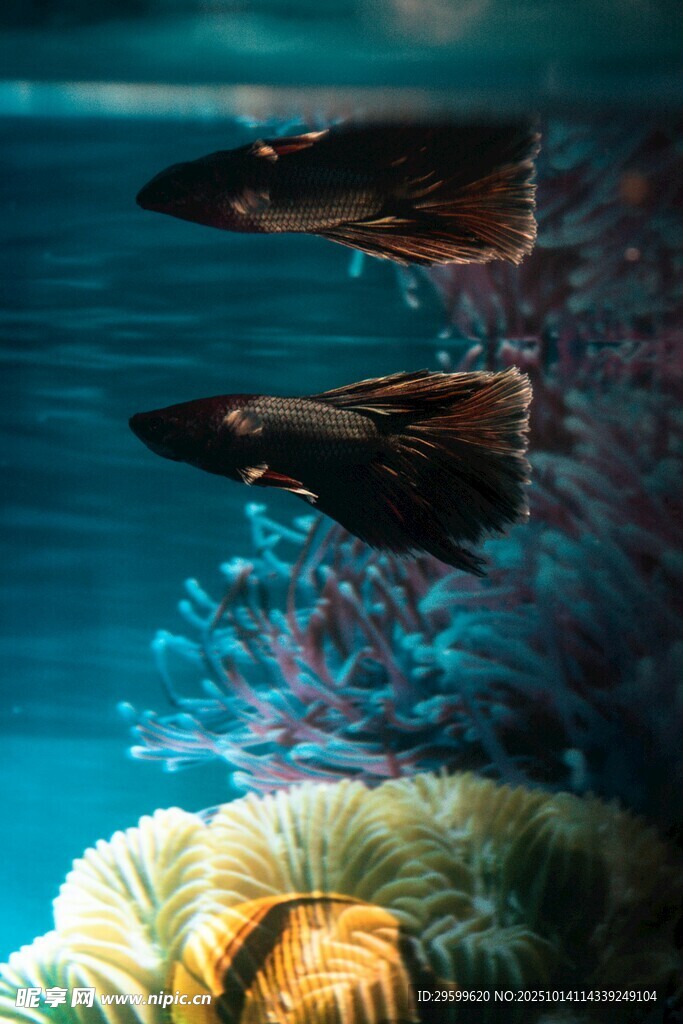 深海奇幻鱼群与珊瑚景观