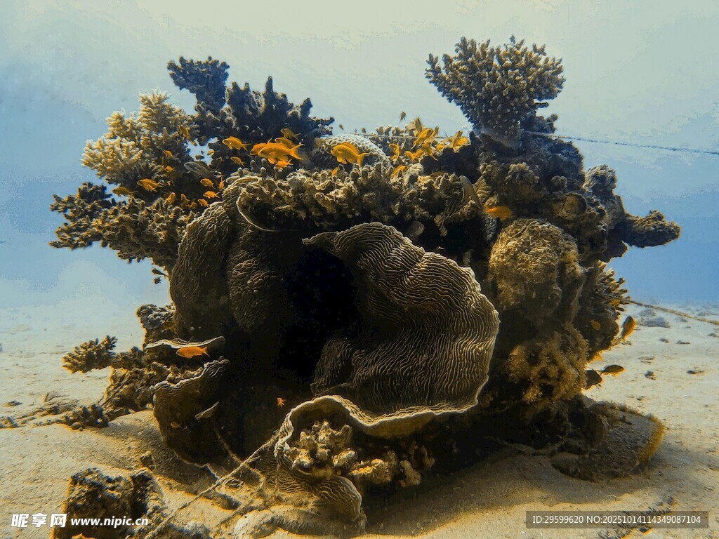 海底珊瑚景观