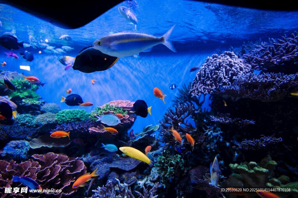 绚丽多彩的海底水族景观