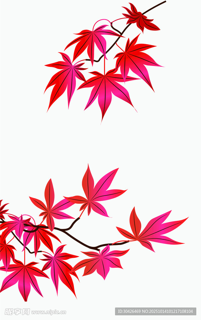 艳丽红枫叶枝特写