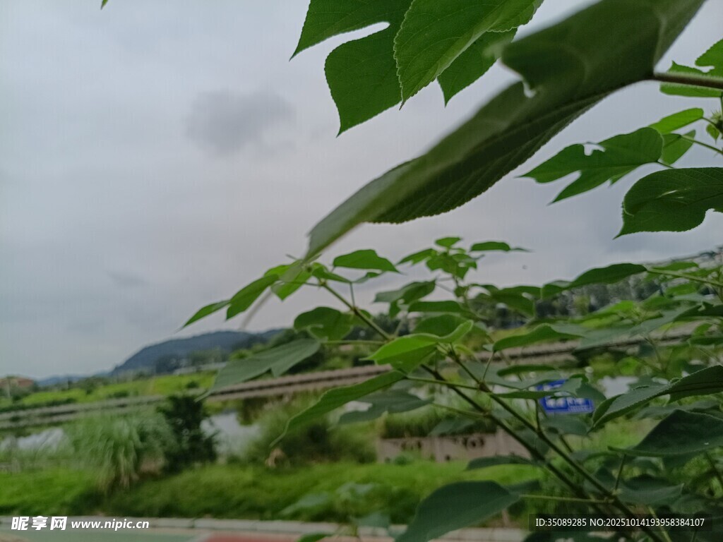 乡村田野绿意盎然景致