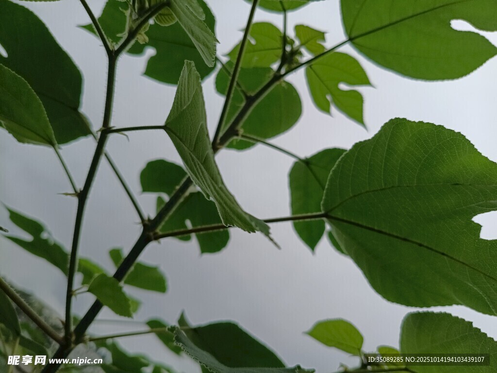 绿叶繁茂的植物枝干