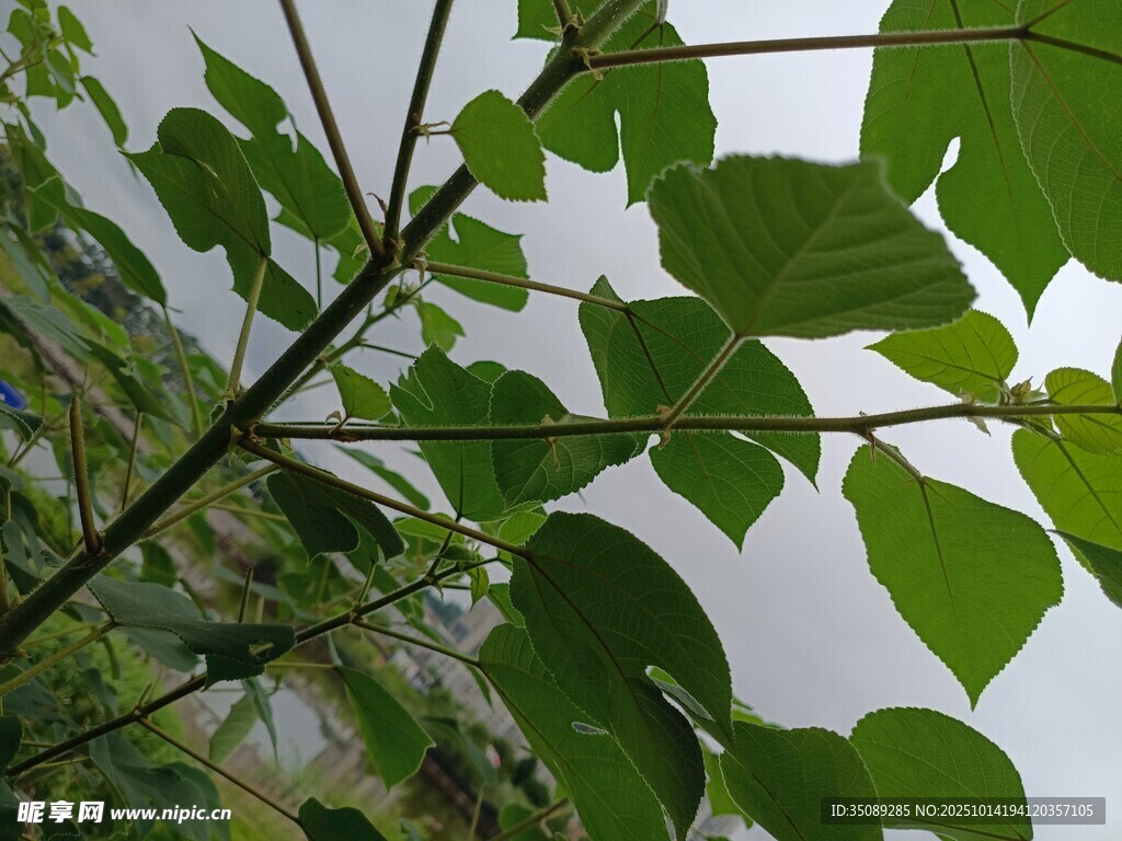翠绿枝叶展现自然生机