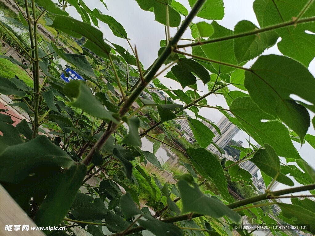 绿叶繁茂的植物景观