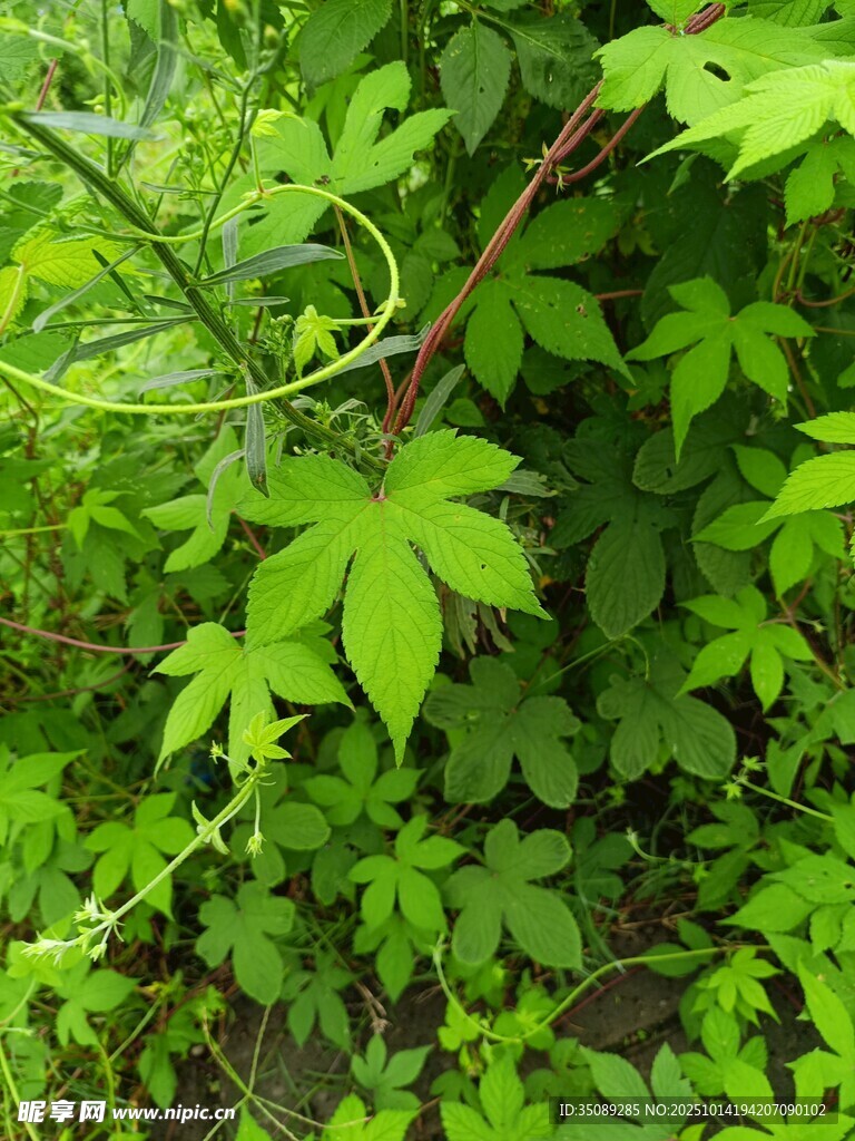 繁茂绿植展现自然生机
