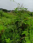 野外繁茂的绿色植物景观