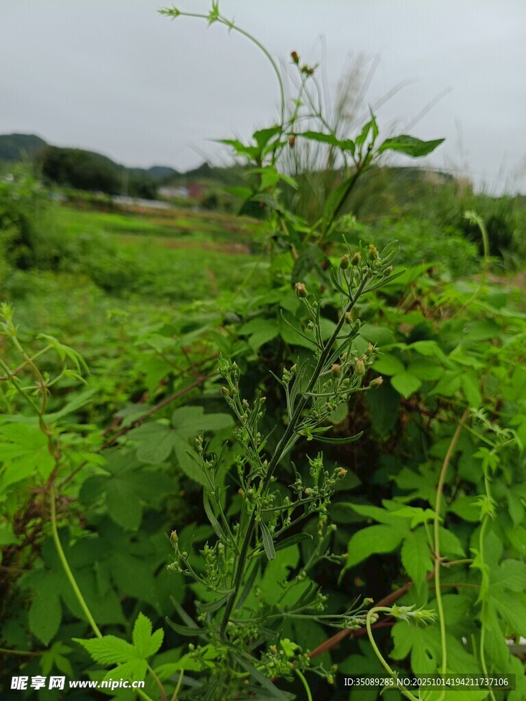 野外繁茂的绿色植物景观