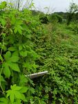 野外繁茂绿植景象
