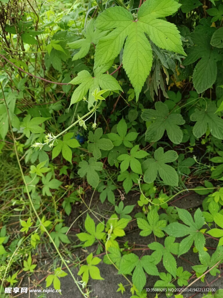 繁茂绿植展现自然生机