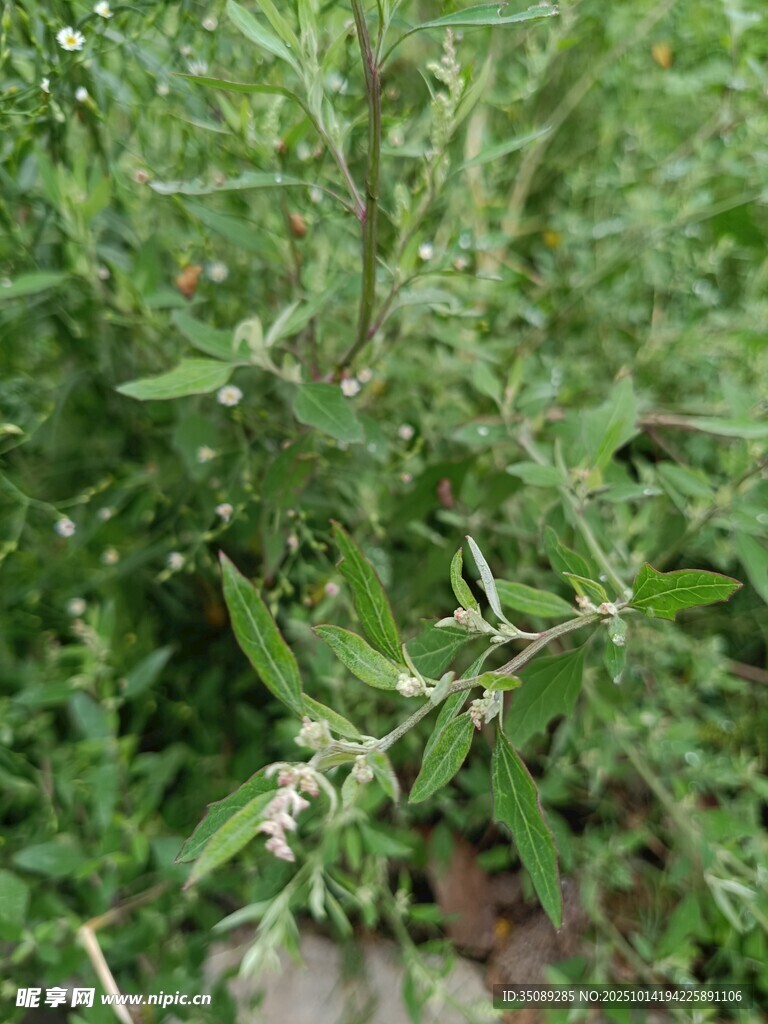 嫩绿枝叶特写