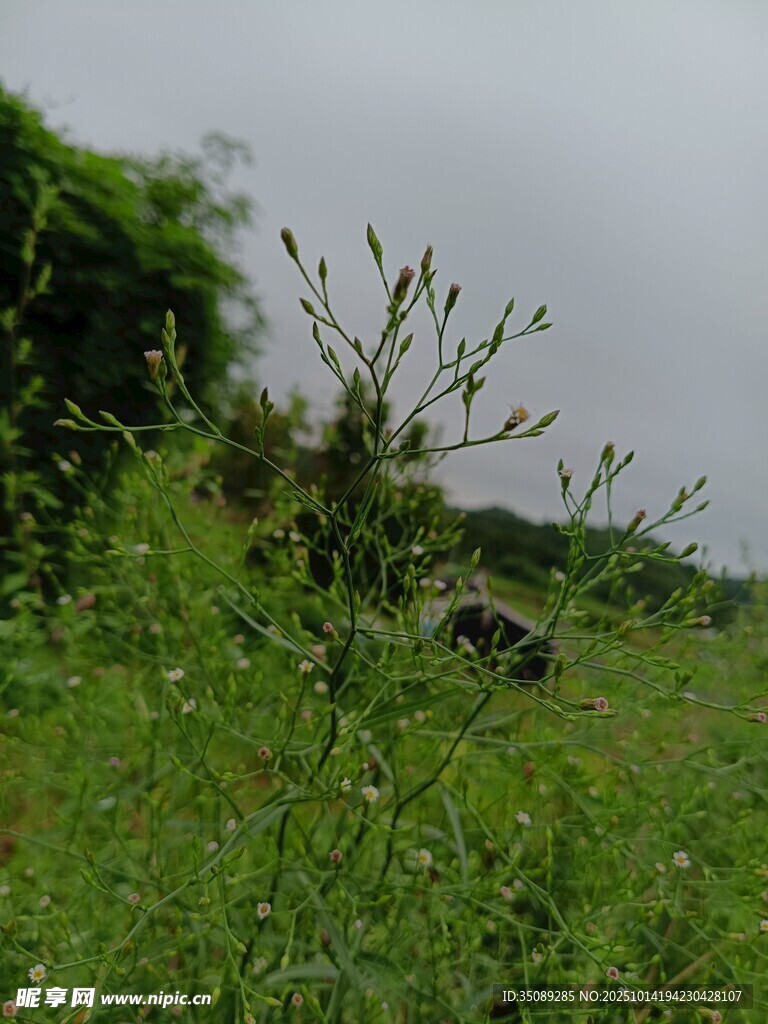 野外绿植丛生的自然景象