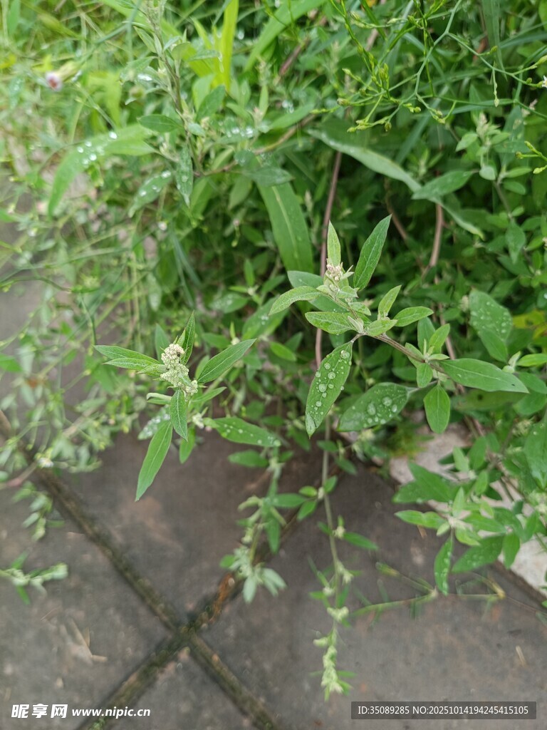 砖缝中生长的蓬勃野草