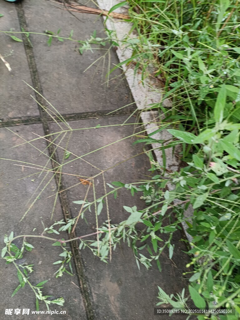 砖缝中生长的嫩绿植物