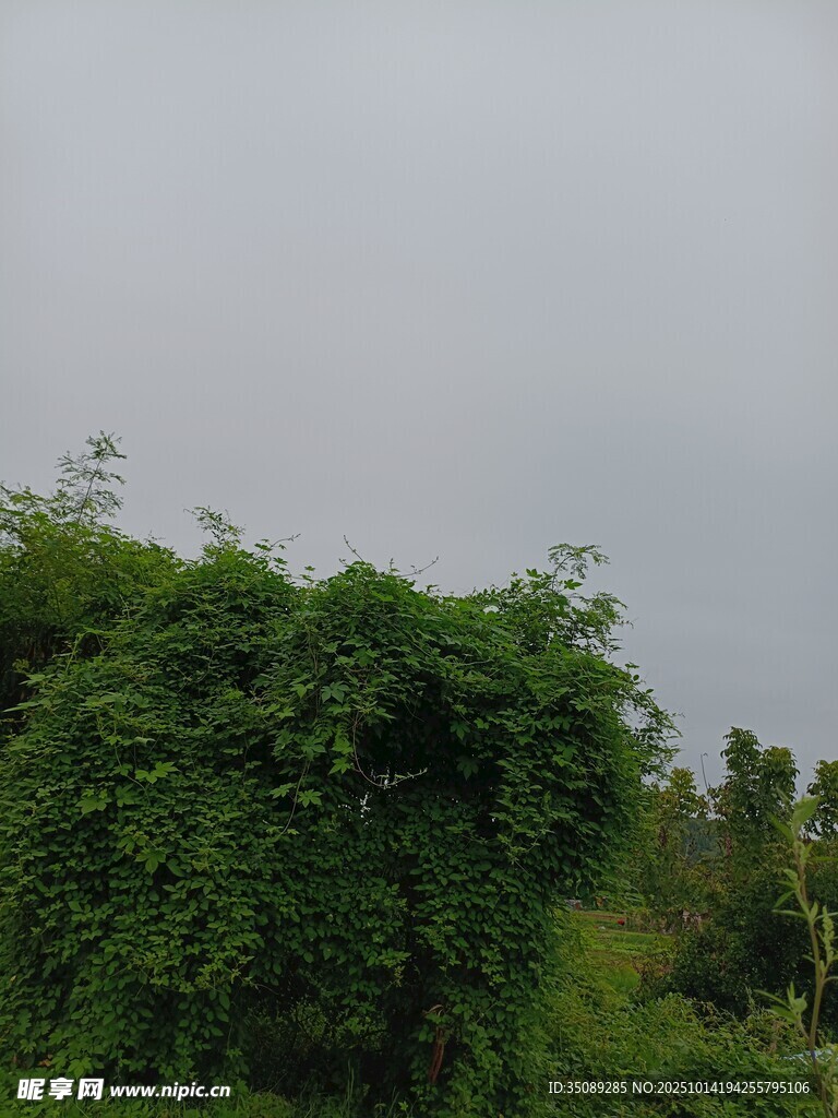 绿意盎然的繁茂植被