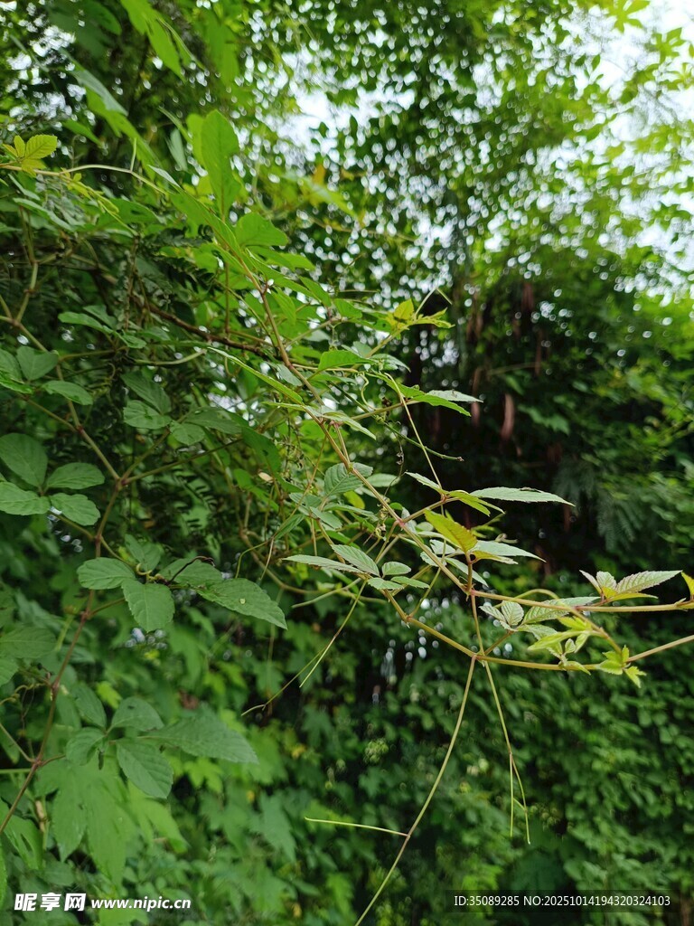 绿叶间的竹枝