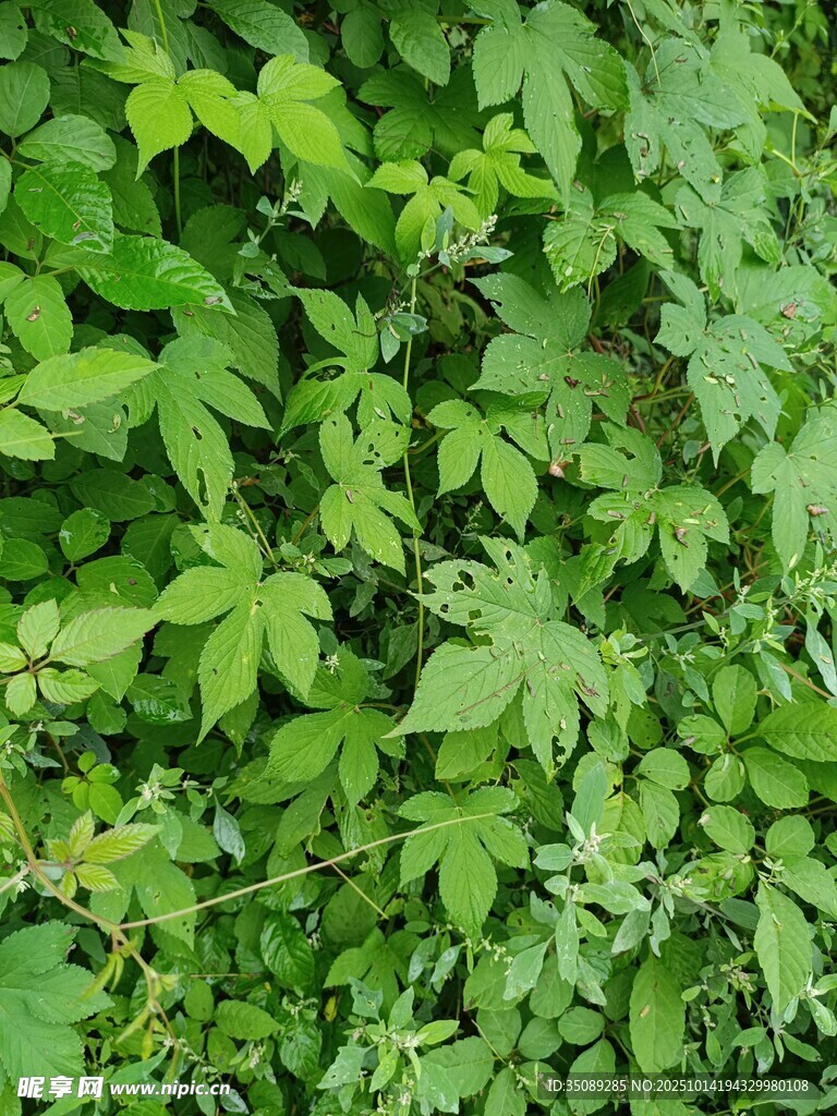 翠绿繁茂的藤蔓植物