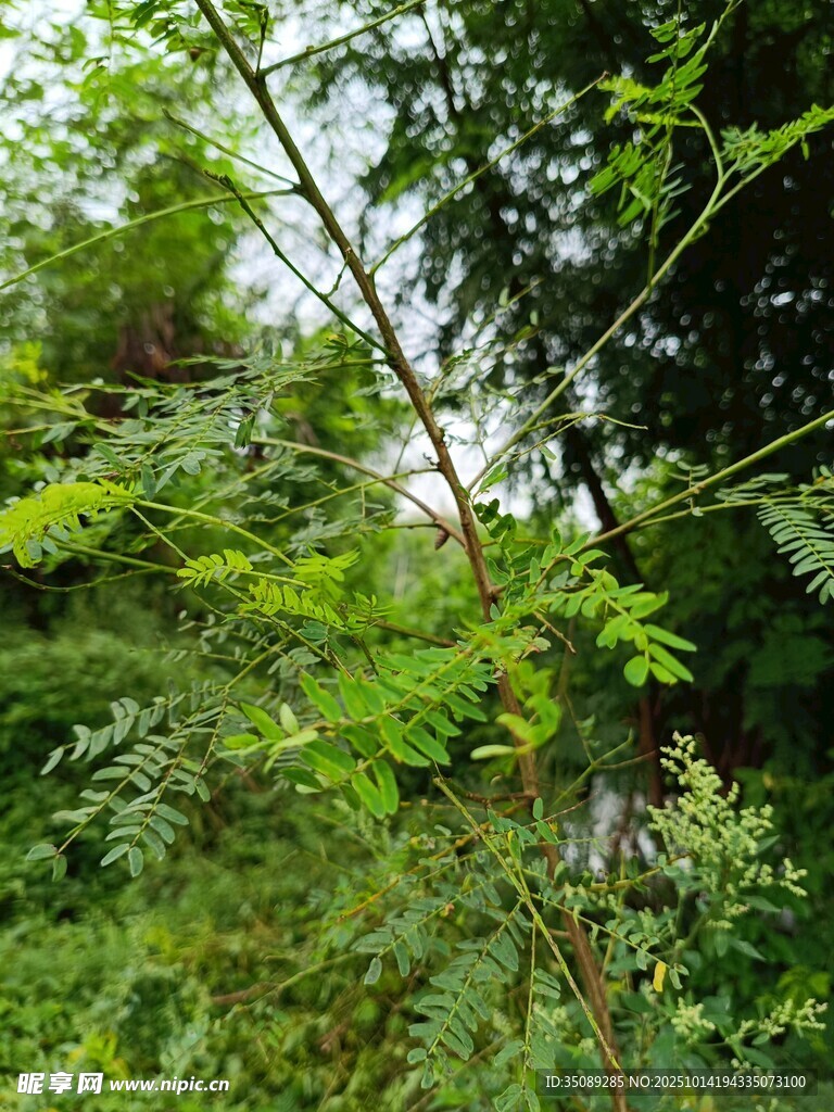 茂密绿意中的繁茂树枝