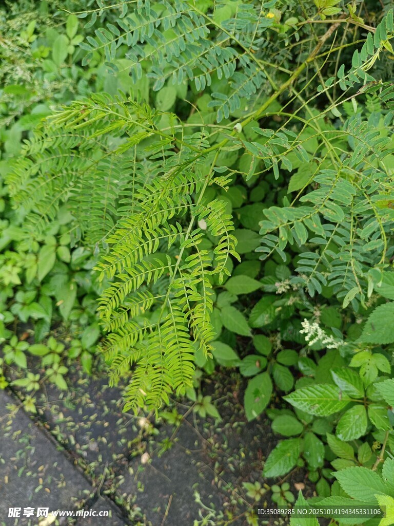 路边繁茂的绿色植物