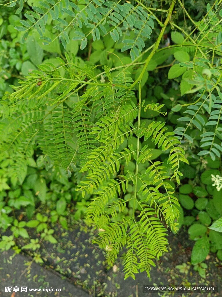 翠绿蕨类植物生机勃勃