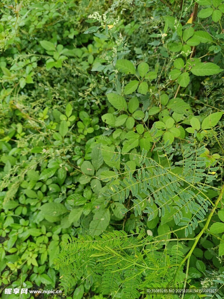 繁茂的绿色植物景观