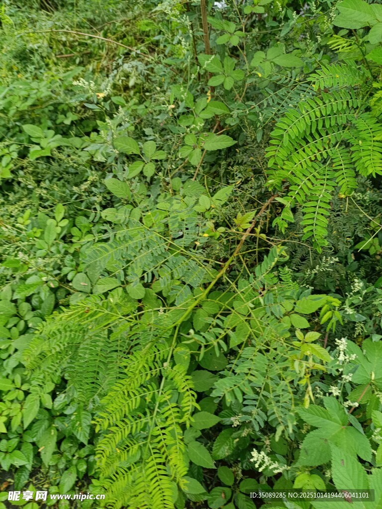 茂密翠绿的野外植物景观