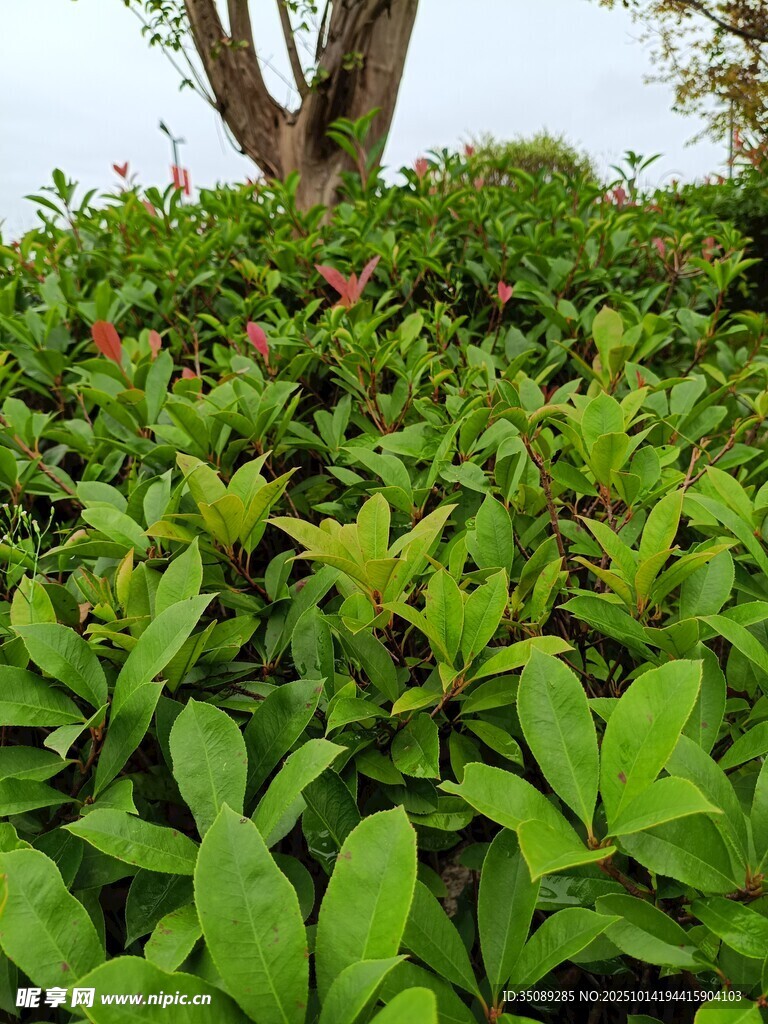 翠绿繁茂的灌木植物景观