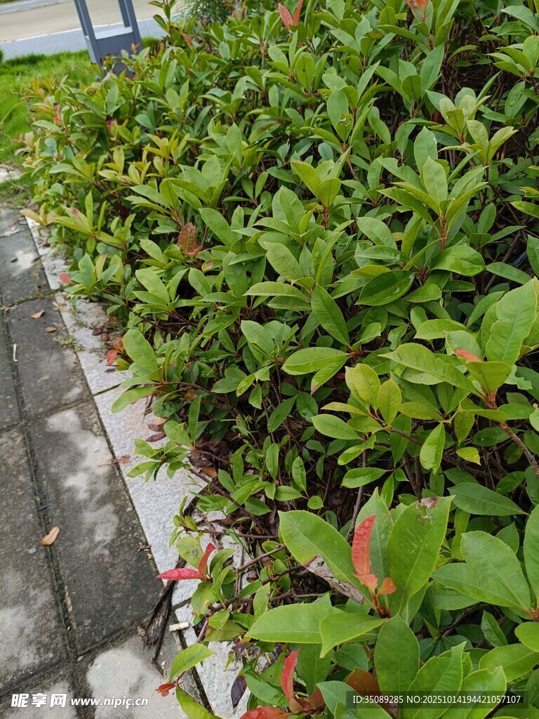 路边翠绿繁茂的绿植景观