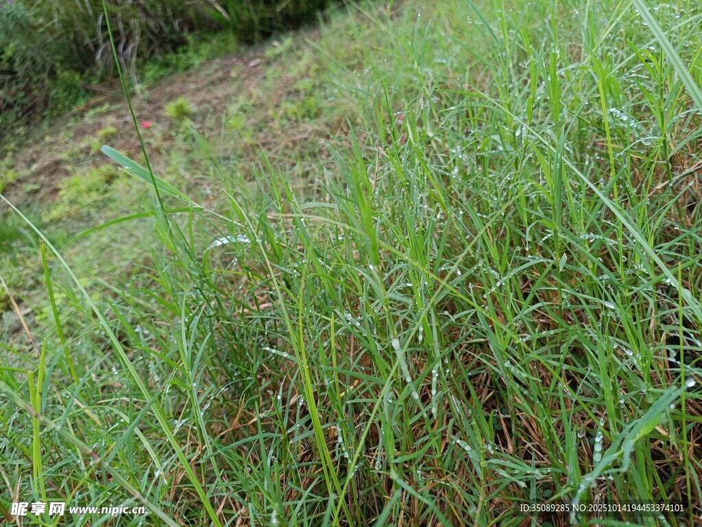 野外茂盛的绿色草地