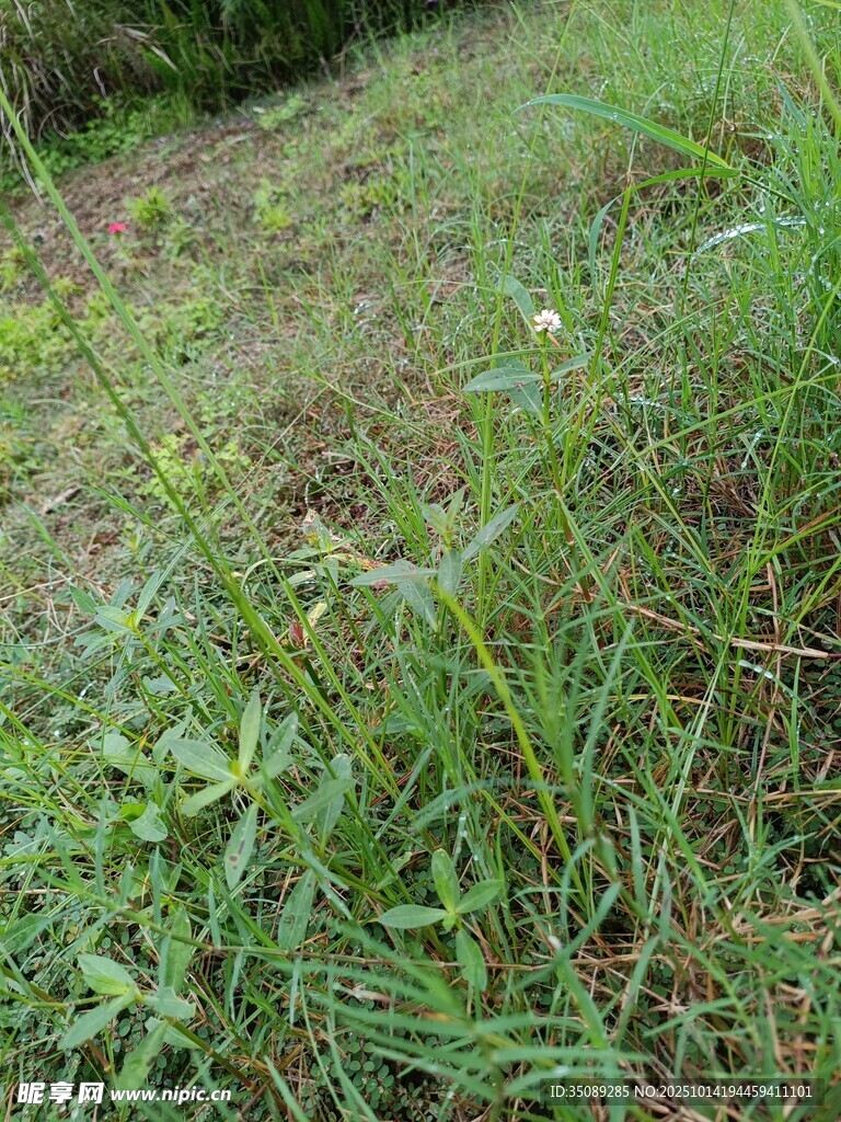 野外草地植物景象