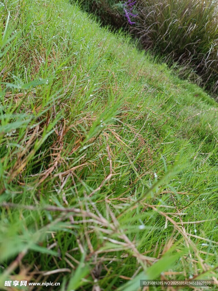 翠绿草地近景特写
