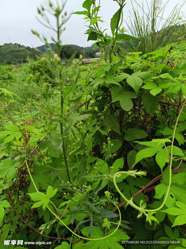 绿意盎然的野外植物景观