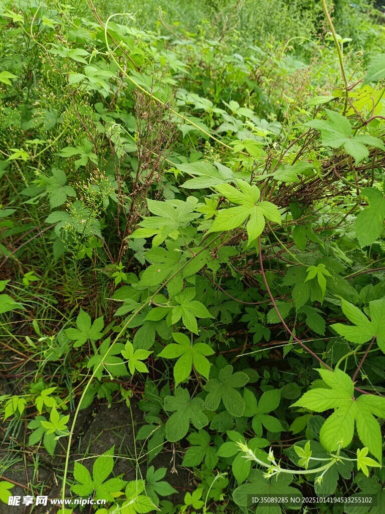 繁茂绿植展现自然生机