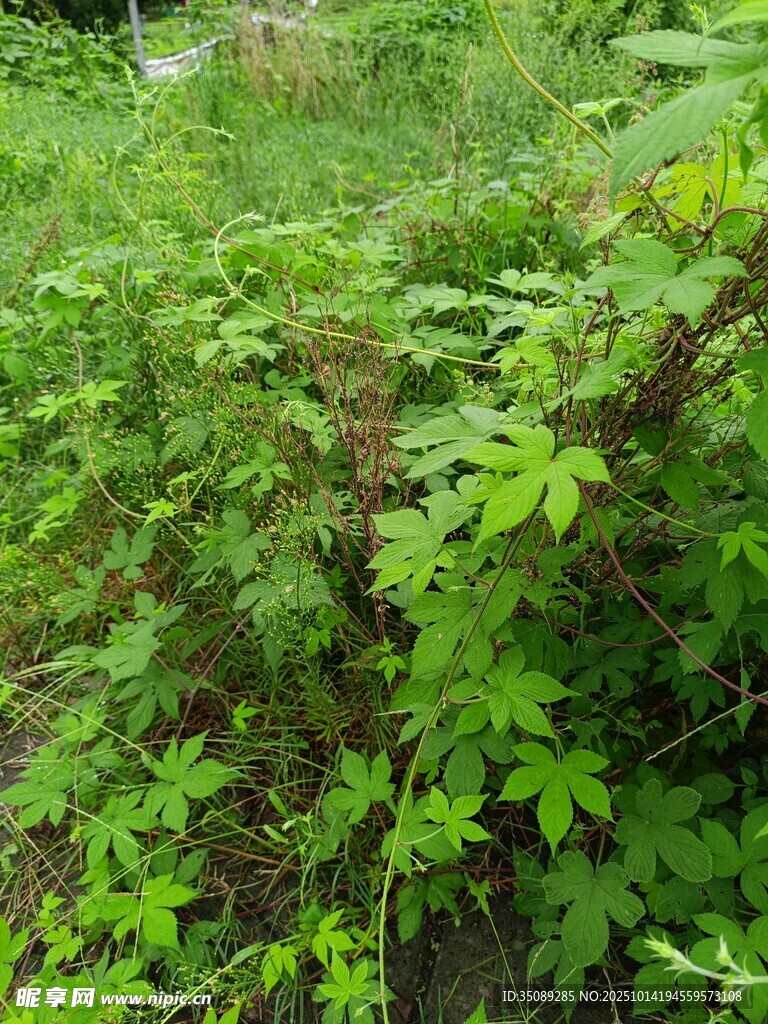 繁茂的野外绿植景观
