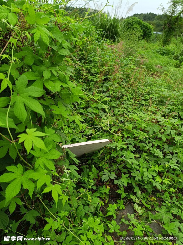 野外绿植覆盖的金属物件
