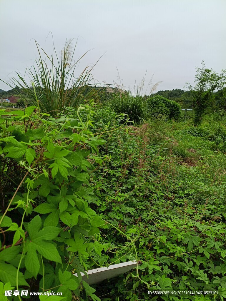 野外繁茂绿植景观