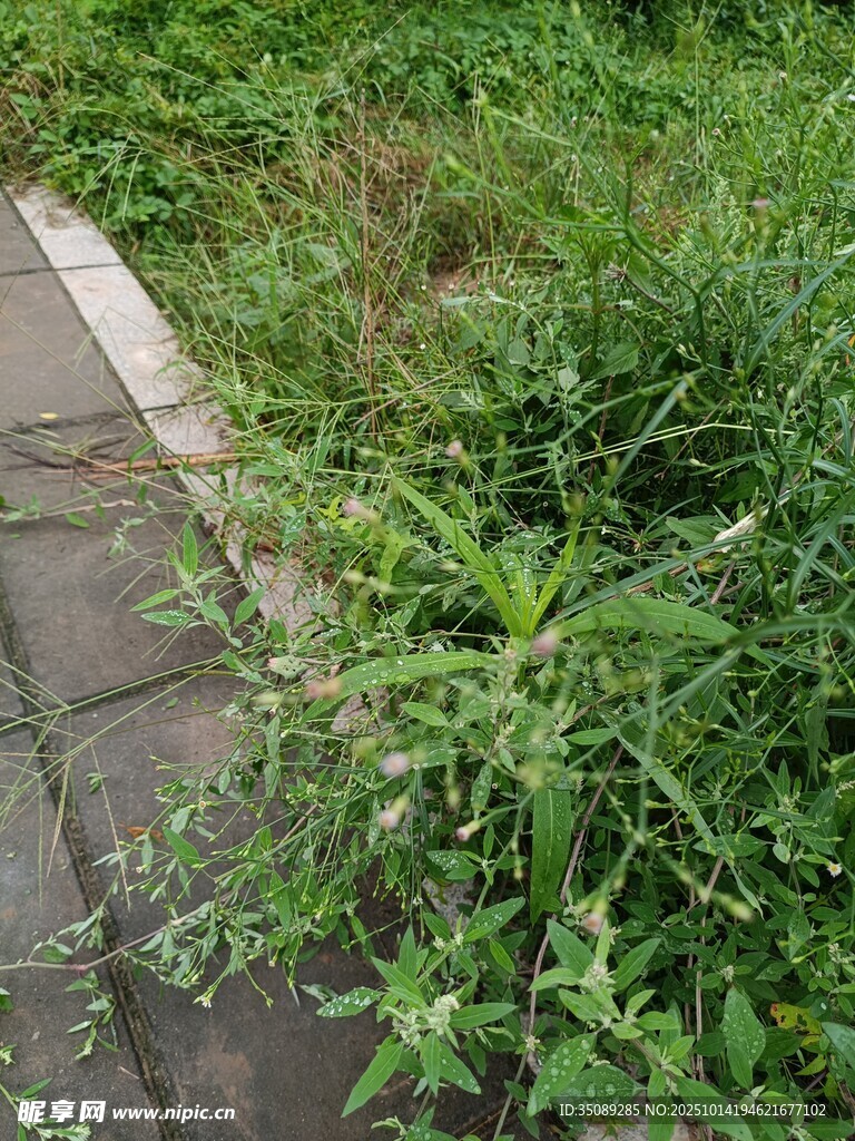 路边繁茂杂草景象