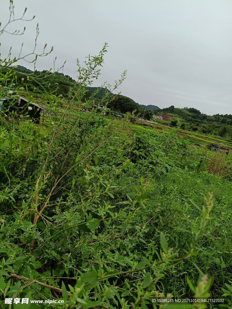 野外繁茂的绿色植被