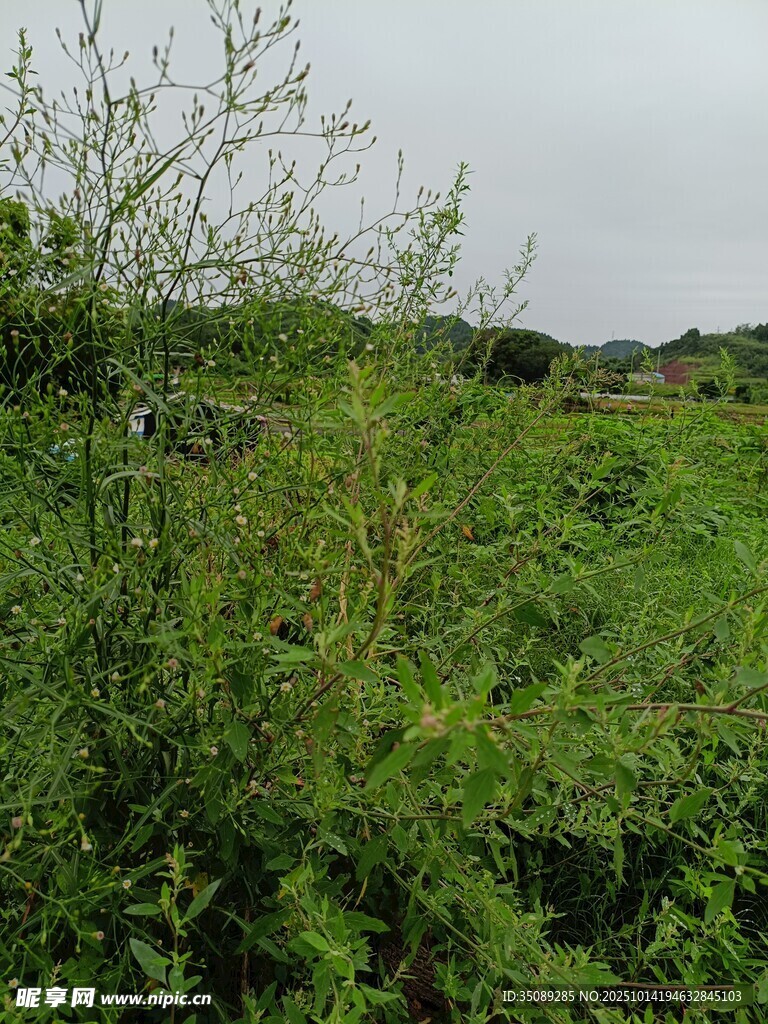 野外繁茂绿植景观