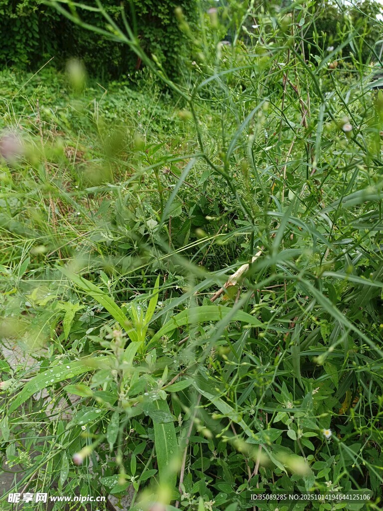 野外繁茂的绿色植物