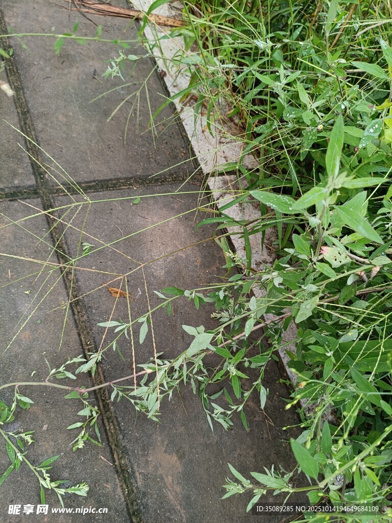 石板路旁生长的繁茂野草