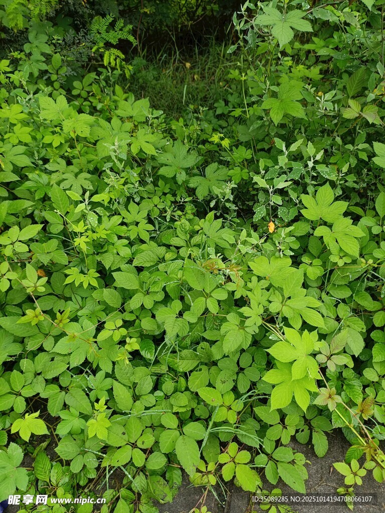翠绿繁茂的地面绿植景观