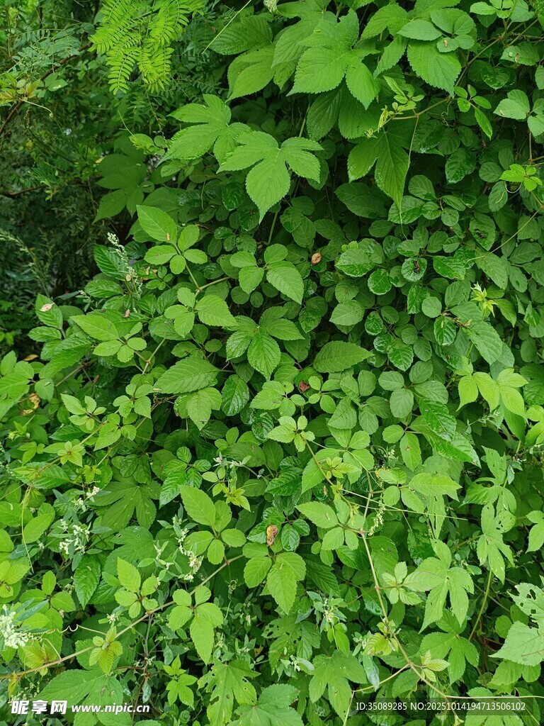 翠绿繁茂的藤蔓植物