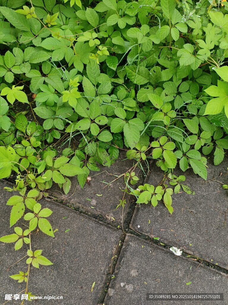 砖缝间的翠绿植物