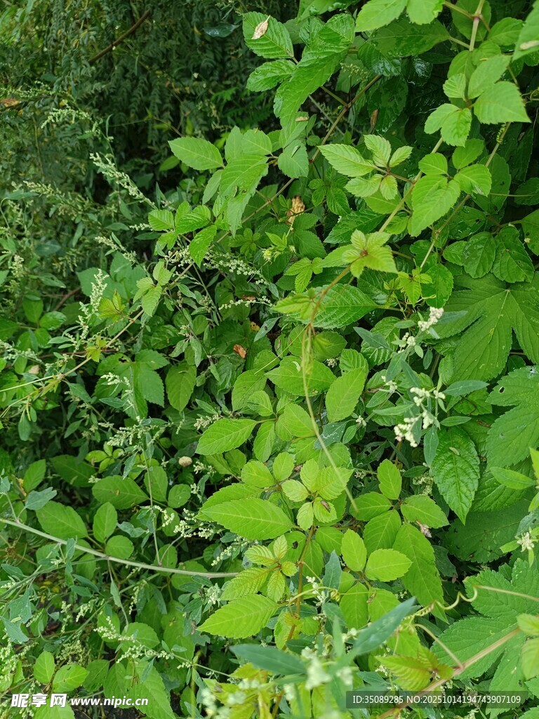 繁茂绿植生机盎然的景象