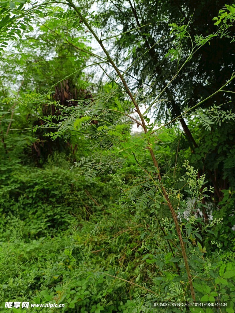 茂密绿意盎然的森林景象